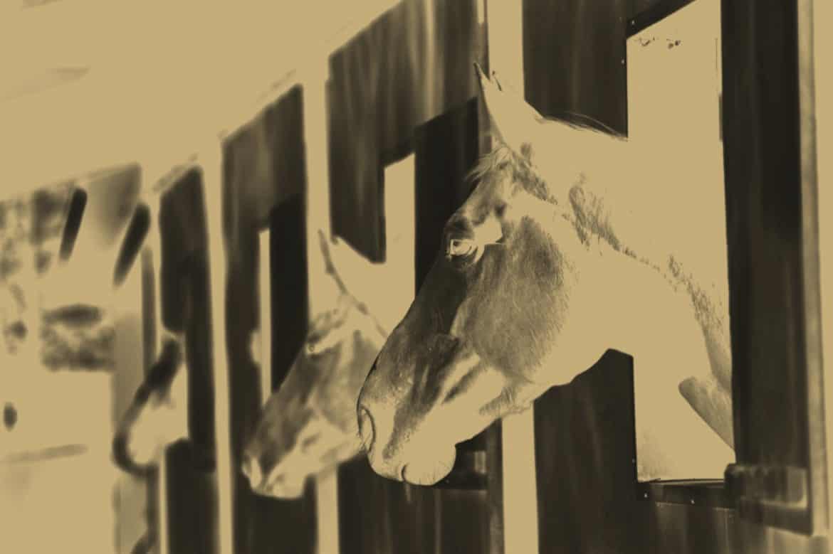 image11 Iron Horse Pediatrics